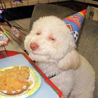 dog_content's profile picture. Dog on a birthday, good times