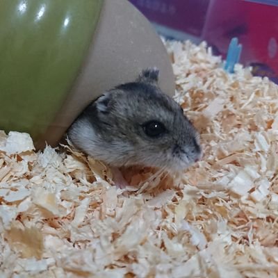 Sub93193496's profile picture. ԅ(  ิټ  ิԅ)ｸﾞﾍﾍﾍ
グハハ((´∀｀*
( *´艸`)