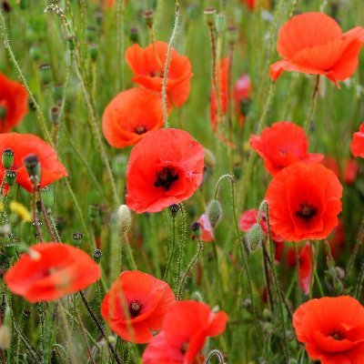 The dedicated Twitter account for Sandbach High School & Sixth Form College's trip to the Battlefields of France and Belgium: 15th-17th February 2020