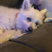 Brian (@brianthelion83) 's Twitter Profile