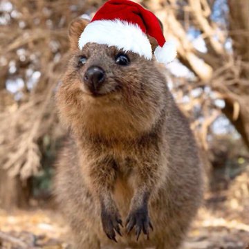 sasamasa60's profile picture. просто добрый бурундук