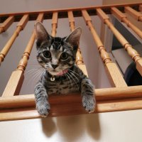KuriousityFilledTheKat😼 (@kuriousityftkat) Twitter profile photo