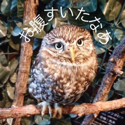 梅ふぉーそん 音楽と運動が好きです 上手SP たこさんうぃんなー わんわん ミックスジュース Gt.Vo看保口腔 くしゃみ止まらぬ