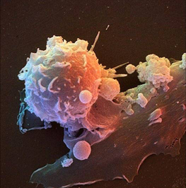 mtl_patel's profile picture. Scientist | Coach | Traveller. Passionate about science and looking to make a difference in the world through immunology.