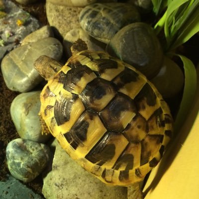Hi I’m a spoilt Herman’s tortoise and I love flowers 🌺!