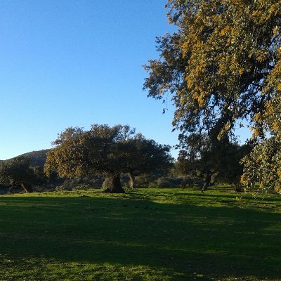 Ingeniera agrónoma y GANADERA🐑🐖 apasionada por el campo.🌳
Ing.rural, Divulgación científica, Patología agroforestal, Rural life, Extensive livestock...