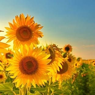 PostagemA's profile picture. Sejam bem vindos ☀️
Espero ajudar vocês a encontrar o curso ideal