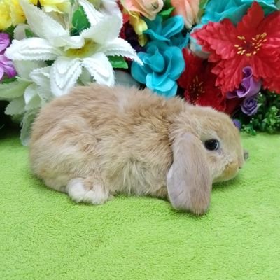 ConejitosA's profile picture. Conejitos Apogeo