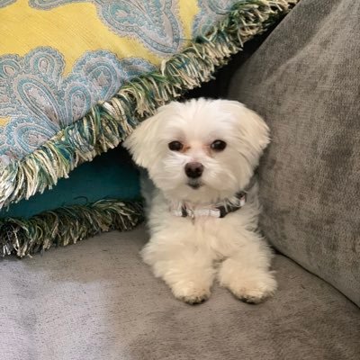 kimurray's profile picture. 🎾💗🐶☕️