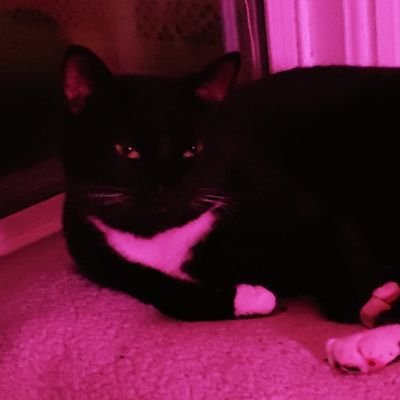 Librarian. Ginger. Cinephile. Cat lover. #sjsharks fan since '94 #ACAB he/him
Israel is committing genocide!
https://t.co/gGxWDzRQMZ