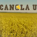 Canola U gives wheat producers the 101 on winter canola. Enroll at http://t.co/NADurE6PF6.