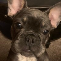 Bill P (@billpf_8482) 's Twitter Profile