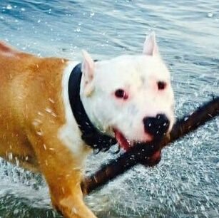 Rumbero y jarocho, trovador de veras y seguro servidor de cabecita de https://t.co/6ZItA55NcY foto del perfil es de mi amigo y compañero Tuco