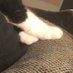 Creature Feet (@creaturefeetpod) Twitter profile photo Creature Feet (@creaturefeetpod) Twitter profile photo