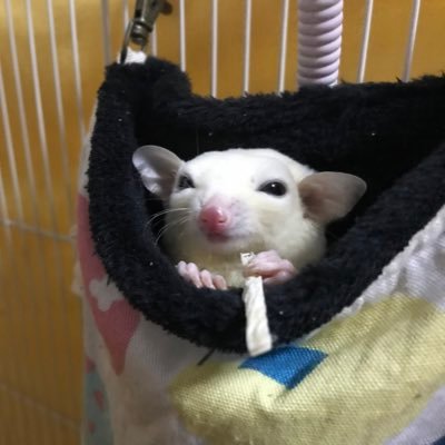 山田アメリアさんのプロフィール画像
