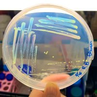 APSbacteriology(@APSbacteriology) 's Twitter Profile Photo