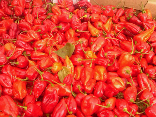 SomeLikeItRaw's profile picture. Living a vegan mostly raw living organic foods life for the past 5+ years.