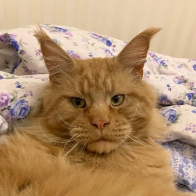 irsanlain's profile picture. Монопородный питомник мейн-кун Irsan Line. Котята от Гранд Интер Чемпионов WCF.