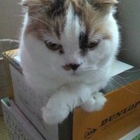 アンナ (@ly1poqoiaso6joi) 's Twitter Profile
