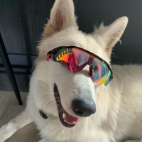 starscream (@singledaemon) 's Twitter Profile