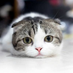 相互フォロー (@7aslbvha9m2rjqu) Twitter profile photo 相互フォロー (@7aslbvha9m2rjqu) Twitter profile photo