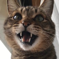 ねこの笑日 (@imijufearaw) 's Twitter Profile