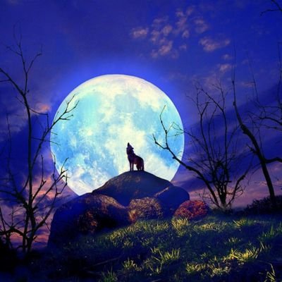 Enox03365160's profile picture. rien de spécial