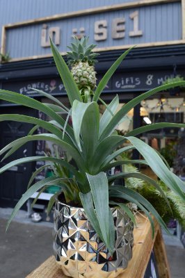 IN-SE1? Find us in Bermondsey on Tower Bridge Road.  A selection of Plants, Flowers, Pots, Gifts and Home Decor Items to add natural beauty to your Home.