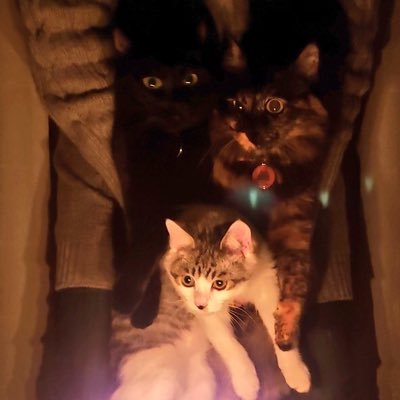 サラリーマン、３ニャンの子達(保護)➕２ニャン(猫カフェ 保護)、ガウラー🐺