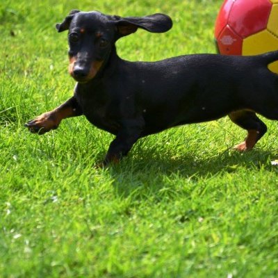 Owned by a miniature dachshund 🐾
Languages aficionado. Love to read 📚 📖
Respectful of all cultures, religions, and ways of being🙏🏼💝
Love food.🌮🥗