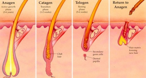 Laser hair removal can be a better and permanent solution for getting rid of the unwanted hair on the face, underarms, hands and toes.