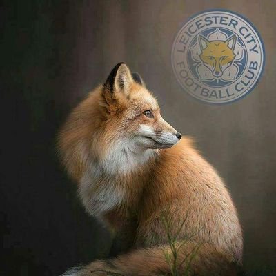 Wife, proud mum and grandma. LCFC season ticket holder for 30+ years, been there through the good and the bad, sometimes stressed but never bored.