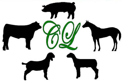 champlivestock's profile picture. Champion Livestock was started to provide superior animals for people to show, without the risk of faulty genetics and illnesses.