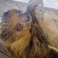 Louisville Zoo Sloths (@louzoosloths) 's Twitter Profile Photo Louisville Zoo Sloths (@louzoosloths) 's Twitter Profile Photo