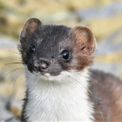 Topbell's profile picture. Awakened but not stirred. Animal friendly, novice birder and lover of invertebrates too!