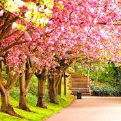 Yasmeen Tahira (@yasmeentahira12) 's Twitter Profile
