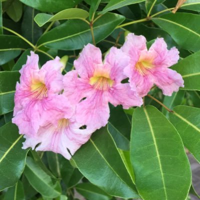 jenan4gardens's profile picture. jenan4gardens