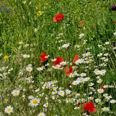 FundraiserKate's profile picture. Edinburgh based trusts and grants fundraiser with over 20 years experience