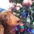 maple_dachshund