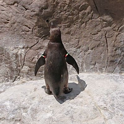 あっちゃんさんのプロフィール画像