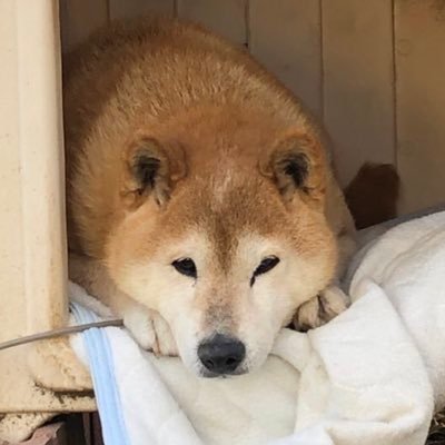 こはくさんのプロフィール画像