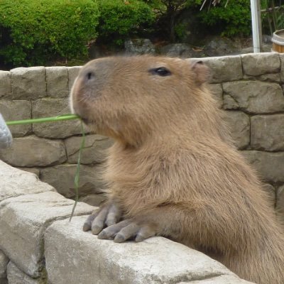 takayamag's profile picture. Ubie Discovery の QAエンジニア です。
事業を成長させるために品質とスピードを両立させる方法を日々模索中です。