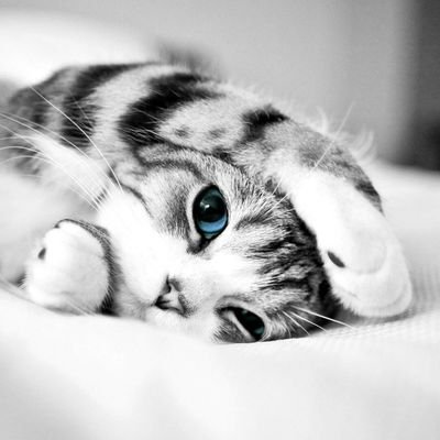 LsspOp's profile picture. oppo