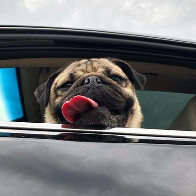 mikkolokkoo's profile picture. What is dead, may never die!