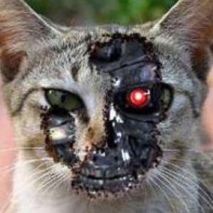 artificialmoggy's profile picture. World's first Artificial Moggy. Legal Catalist #cLaws. Catty re #LawTech #LegalTech #LegalAI unless I see a mouse. Keynote Purrer of #LawCatLogic at #JDHorizons