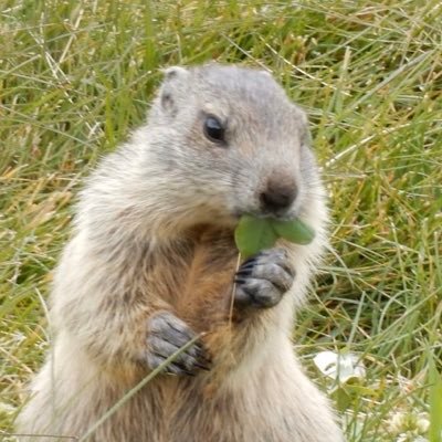 ぴょんさんのプロフィール画像