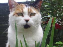 catcareandtrain's profile picture. Hi I am Cally a lovely female pet cat.  I have a great website which is full of useful stuff for cat lovers