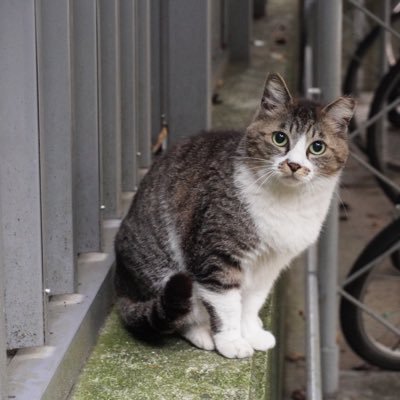 京都大学で生活するねこたちのお世話をしているサークル、Cat-Chです！ 学生主体でねこを適切にお世話し、人にもねこにもすみよい構内環境を作ることを目指しています。インスタ→ https://t.co/FYyvsxWMUg グッズ販売→https://t.co/Bm1l1tN0Bp