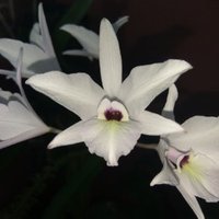 fuhser (@fuhser2) 's Twitter Profile