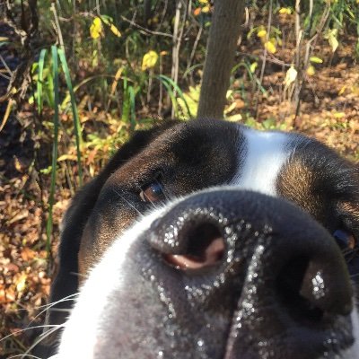Coffee swilling, laundry pile leaping & nerf gun toting superpowered mom of kids, cats, a Labrador pup & a Saint Bernard.
Yes, there’s pet hair on that.